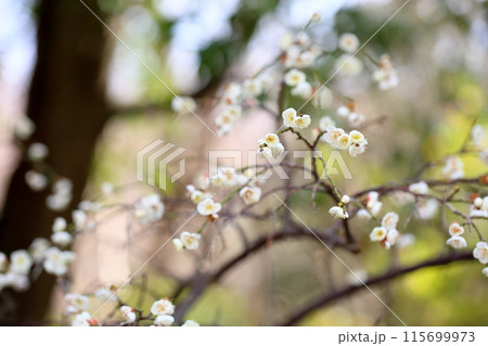 梅の花　ギョクガクシダレ 115699973