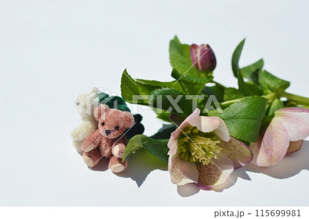 淡い紫色のクリスマスローズの花束とテディベア     淡い紫色のクリスマスローズの花束とテディベア     115699981