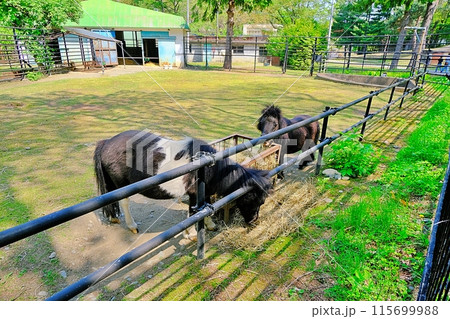 おびひろ動物園 ミニチュアホース舎の風景 115699988