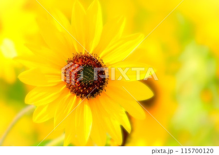 爽やかなサンフィニティのクローズアップ 爽やかなサンフィニティのクローズアップ 115700120