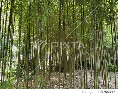 癒し空間 鎌倉の竹林 癒し空間 鎌倉の竹林 115700547