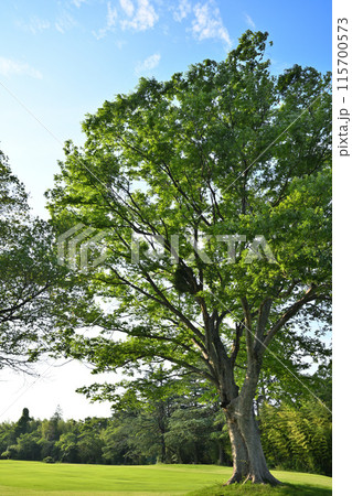 ゴルフ場の大木 障害物 初夏の風景 ゴルフ場の大木 障害物 初夏の風景 115700573