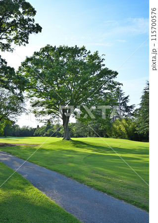 ゴルフ場の大木 障害物 初夏の風景 ゴルフ場の大木 障害物 初夏の風景 115700576