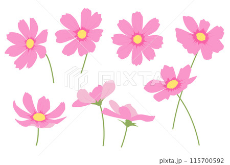 いろいろなコスモスの花のイラスト 115700592