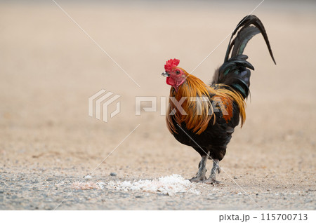 Rooster is eating rice on the floor.Selective focus. Rooster is eating rice on the floor.Selective focus. 115700713