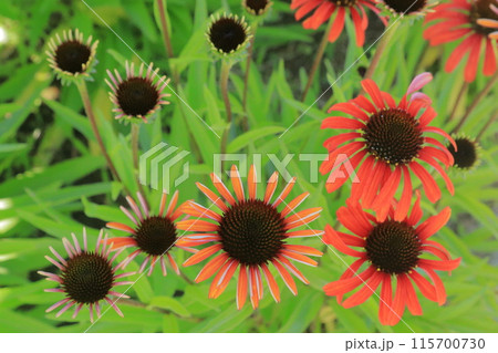 初夏の花 初夏の花 115700730