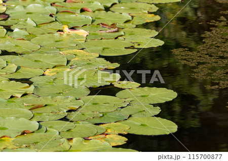 池に浮かぶ睡蓮の葉 池に浮かぶ睡蓮の葉 115700877