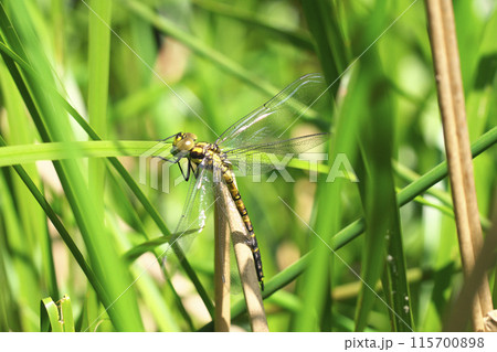 オニヤンマの羽化 115700898