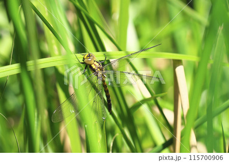 オニヤンマの羽化 オニヤンマの羽化 115700906