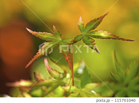 山もみじ　（ 新芽　萌え　映え　紅葉　黄葉　イメージ ） 115701040