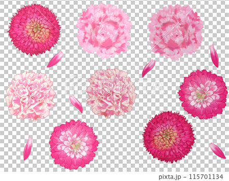 柔和的粉紅色康乃馨和花瓣 柔和的粉紅色康乃馨和花瓣 115701134