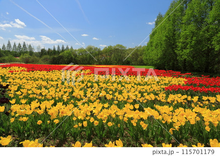 広島世羅高原農場の満開に咲き誇るチューリップ園の景色 広島世羅高原農場の満開に咲き誇るチューリップ園の景色 115701179