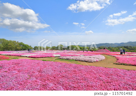 広島世羅高原の満開の芝桜の花畑を楽しむ観光客の姿 115701492