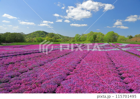 青空とのコントラストが美しい広島世羅高原の芝桜の花畑の景色 青空とのコントラストが美しい広島世羅高原の芝桜の花畑の景色 115701495
