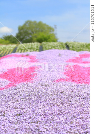 広島世羅高原の幻想的な芝桜の丘の風景 115701511