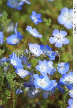 爽やかなネモフィラのブルーの小花 115701513