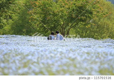広島世羅高原のネモフィラの花畑で寄り添うカップル 115701516