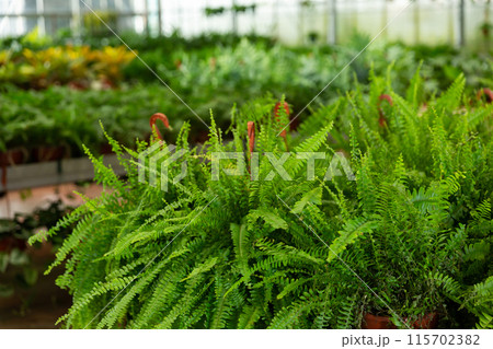 Pots with green ferns in gardening center Pots with green ferns in gardening center 115702382
