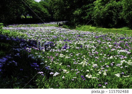 赤堀花菖蒲園1 赤堀花菖蒲園1 115702488