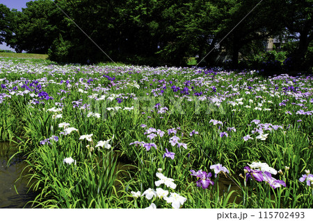 赤堀花しょうぶ園3 115702493