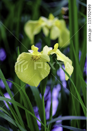 黄色の花しょうぶ(縦) 黄色の花しょうぶ(縦) 115702499