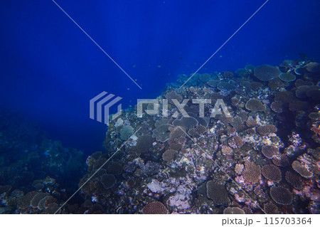 光が射しこむサンゴ礁 光が射しこむサンゴ礁 115703364
