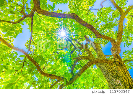 日本の横浜都市景観 青空…太陽光が差し込むクスノキ。希望の光…。花言葉は芳香=19日、横浜市内 日本の横浜都市景観 青空…太陽光が差し込むクスノキ。希望の光…。花言葉は芳香=19日、横浜市内 115703547