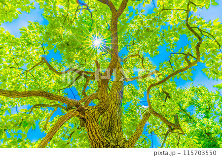 日本の横浜都市景観 青空…太陽光が差し込むクスノキ。希望の光…。花言葉は芳香＝19日、横浜市内 115703550