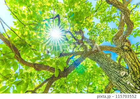 日本の横浜都市景観 青空…太陽光が差し込むクスノキ。希望の光…。花言葉は芳香＝19日、横浜市内 115703552