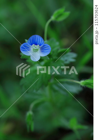 青い花のオオイヌノフグリ 115703624