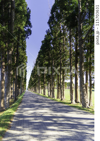 トラピスト修道院入り口の並木道 115703631