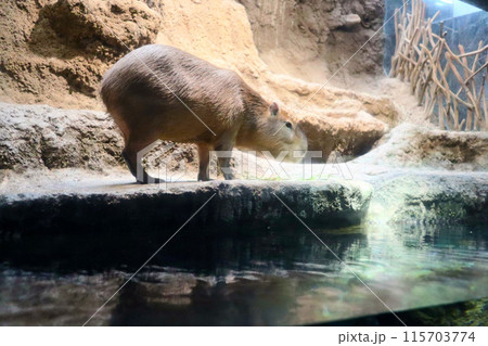 温泉につかるカピバラ 温泉につかるカピバラ 115703774
