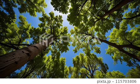 LowAngle View trees	blue sky 115703806