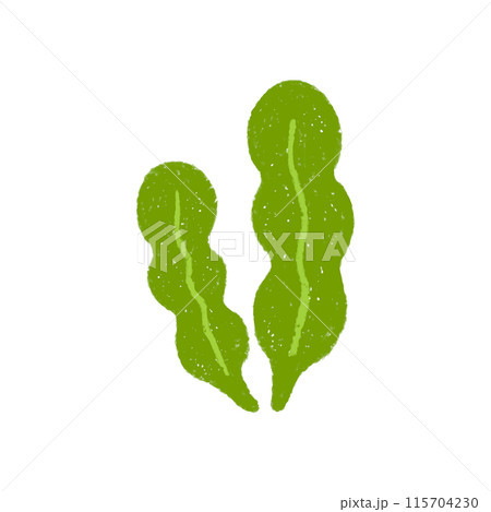 手描きの海藻のイラスト 115704230