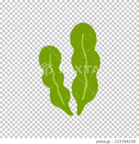 手描きの海藻のイラスト 115704230