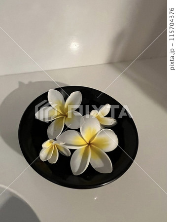 Plumeria flower Hawaii 115704376