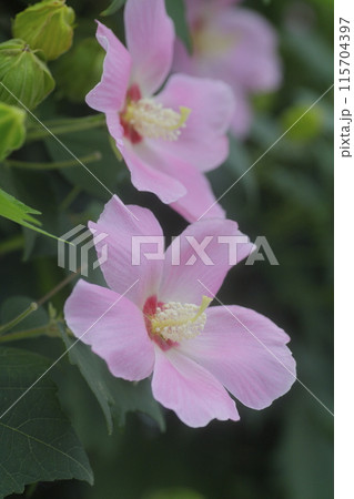 ピンクのフヨウの花 ピンクのフヨウの花 115704397
