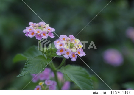 ピンク系のランタナの花 ピンク系のランタナの花 115704398