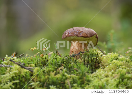 Pine bolete mushroom growing in the woods Pine bolete mushroom growing in the woods 115704460