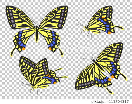 ナミアゲハ 115704517