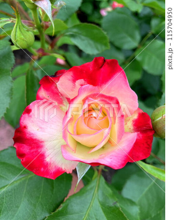 青空に映える覆輪のバラ 115704950