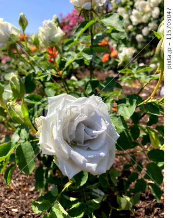 神秘的な青薔薇のブルーヘブン 115705047