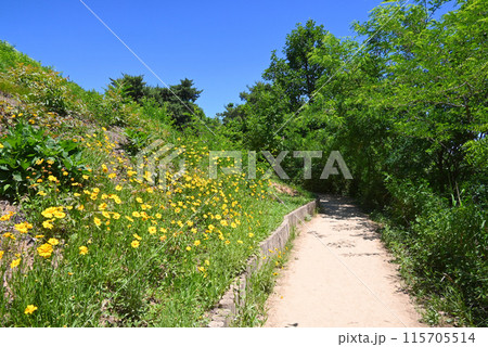 オオキンケイギクが咲く峨嵯山（アチャサン）登山道【ソウル/九里市】 115705514