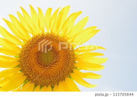 「淡路ファームパーク イングランドの丘」のひまわり 「淡路ファームパーク イングランドの丘」のひまわり 115705644