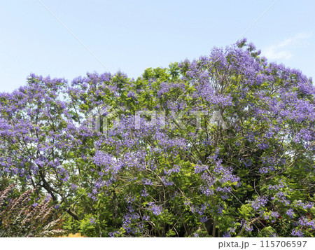 長居植物園に咲くジャカランダの花 長居植物園に咲くジャカランダの花 115706597