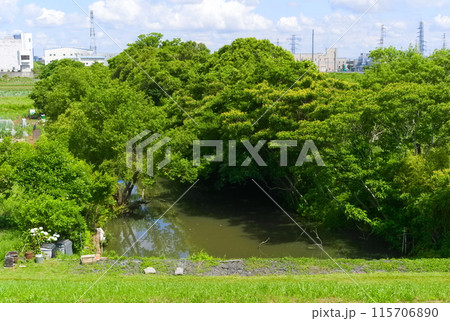 千葉県市川市旧坂川の碑周辺2024年6月 115706890