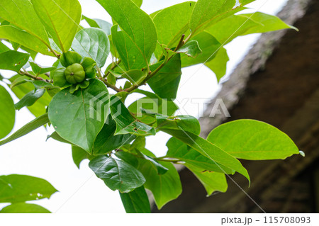 柿の実と茅葺屋根 115708093