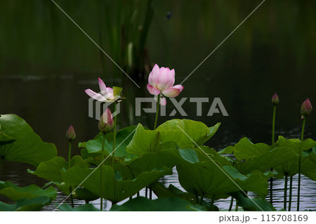 池に咲くピンク色のスイレンの花 115708169