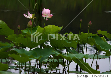 池に浮かぶ蓮の花 池に浮かぶ蓮の花 115708171