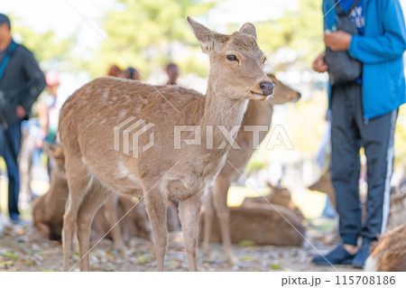 奈良公園の鹿 115708186